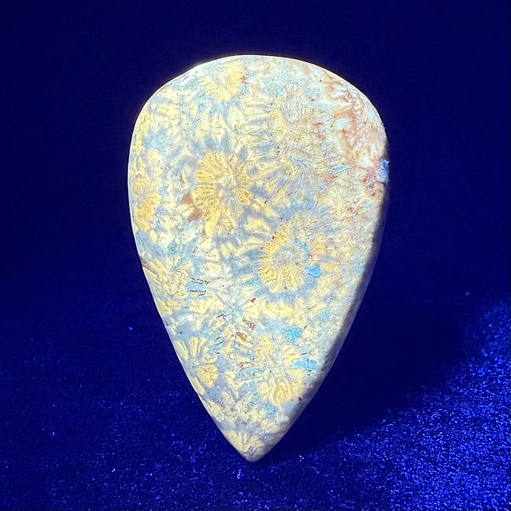 CB201 Fossil Coral