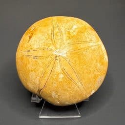 FO109 Fossilized Sand Dollar
