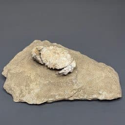 FO612 Spanish Crab