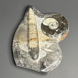 CL300 Broken Orthoceras/Geisonoceras Plaque