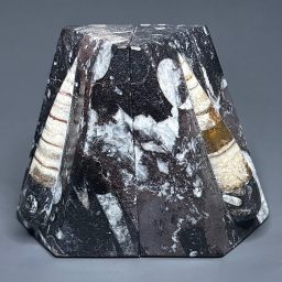 BK501 Orthoceras Bookends
