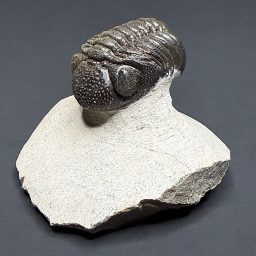 FO304 Trilobite