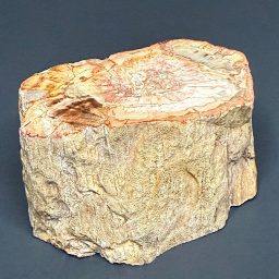PW302 Madagascar Petrified Wood Slab