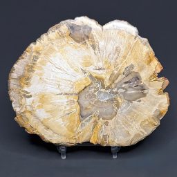 PW303 Madagascar Petrified Wood