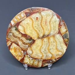 FO117 Fossil Trivet/Coaster