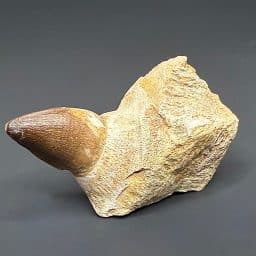 FO206 Mosasaur Tooth