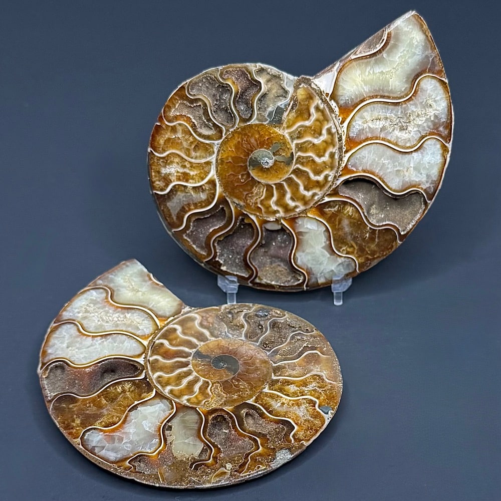 FO314 Ammonite Set