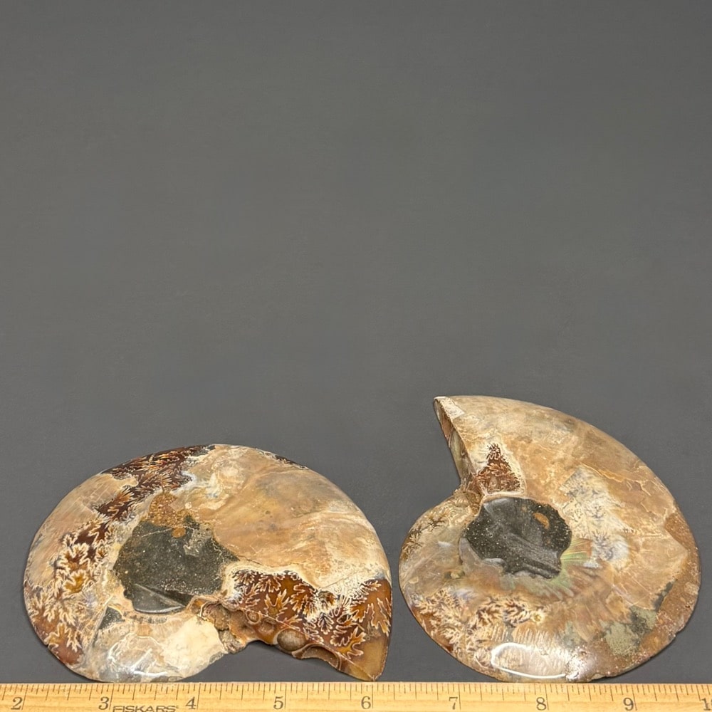 FO314 Ammonite Set - Image 3