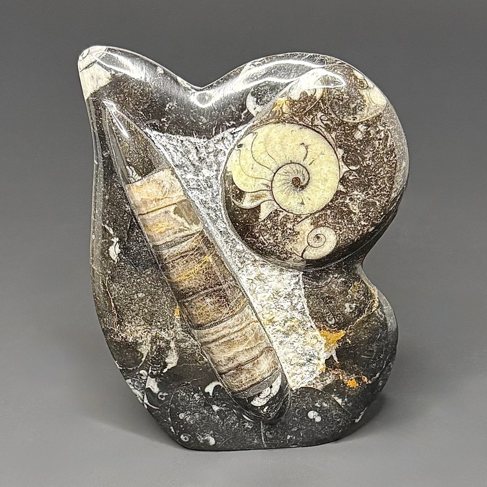 FO503 Orthoceras Geisonoceras Standup