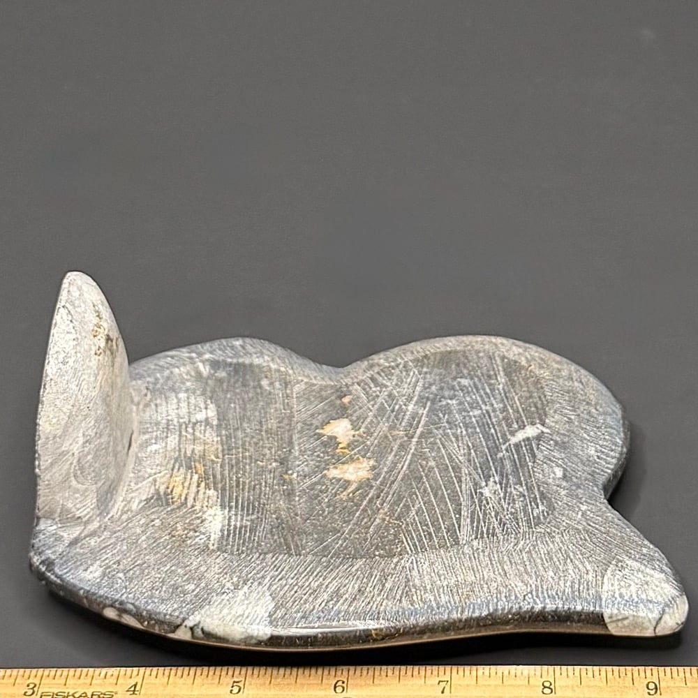 FO503 Orthoceras Geisonoceras Standup - Image 2