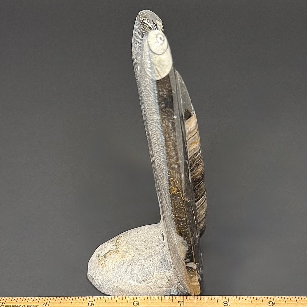 FO503 Orthoceras Geisonoceras Standup