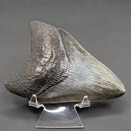 FO530 Megalodon Fossil Tooth
