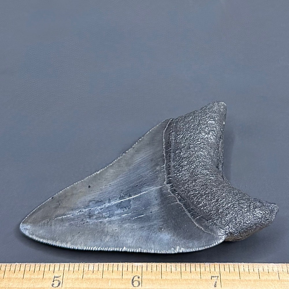 FO530 Megalodon Fossil Tooth - Image 2