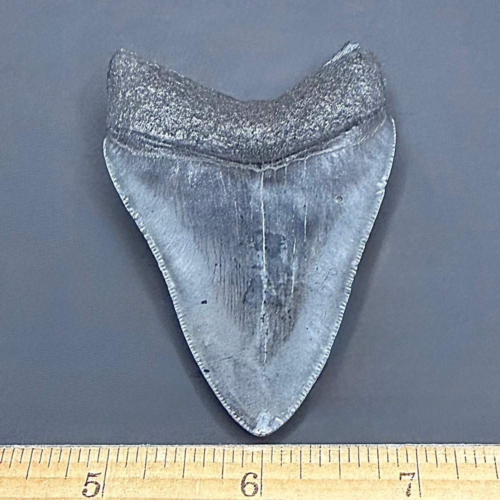 FO530 Megalodon Fossil Tooth - Image 3