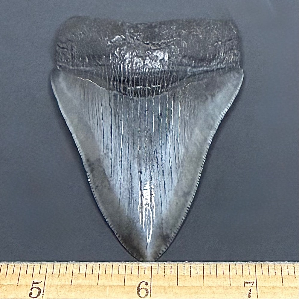 FO530 Megalodon Fossil Tooth