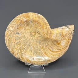 FO809 Ammonite Bowl