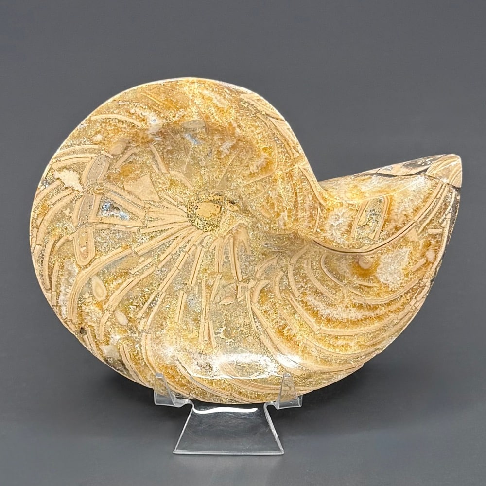 FO809 Ammonite Bowl