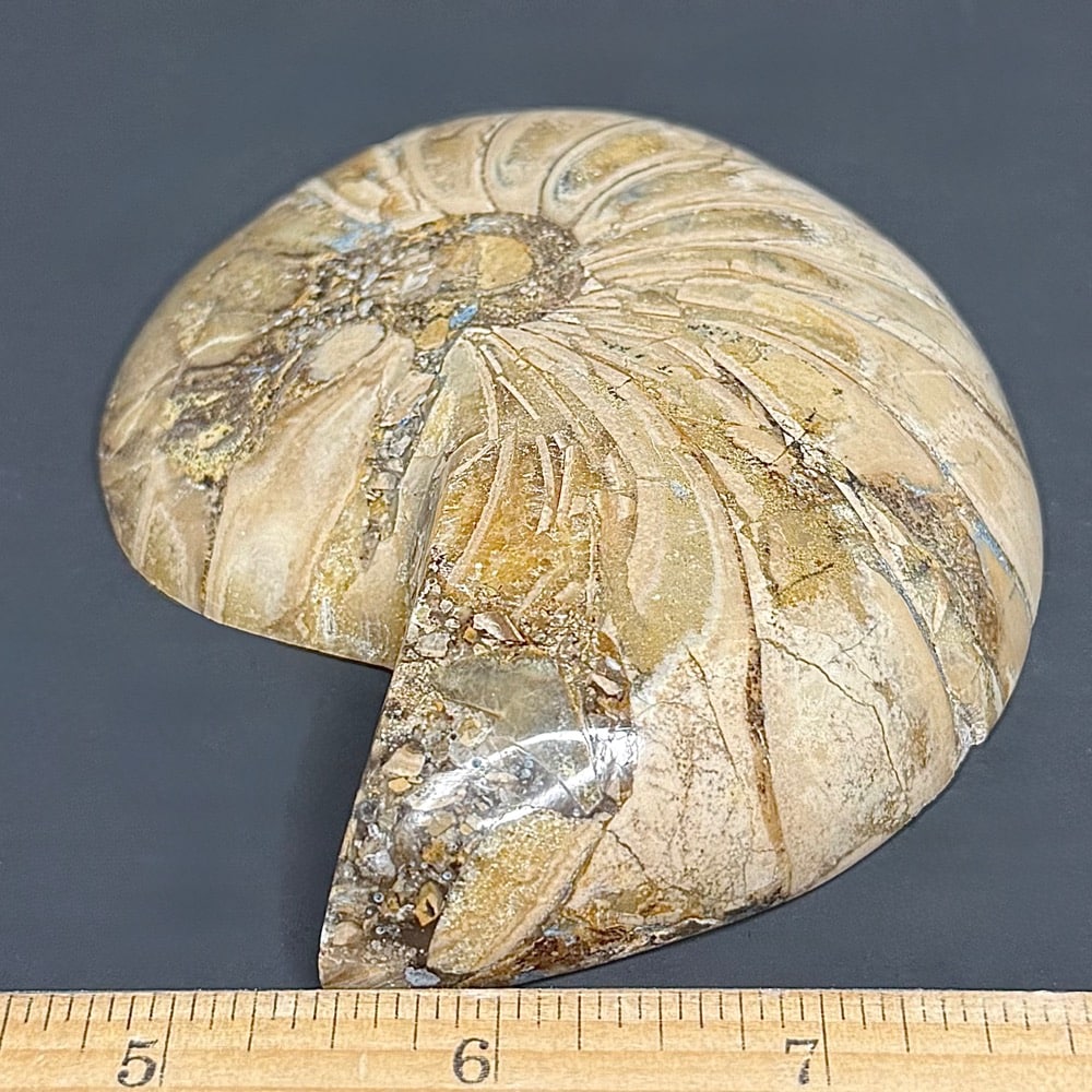 FO809 Ammonite Bowl - Image 2