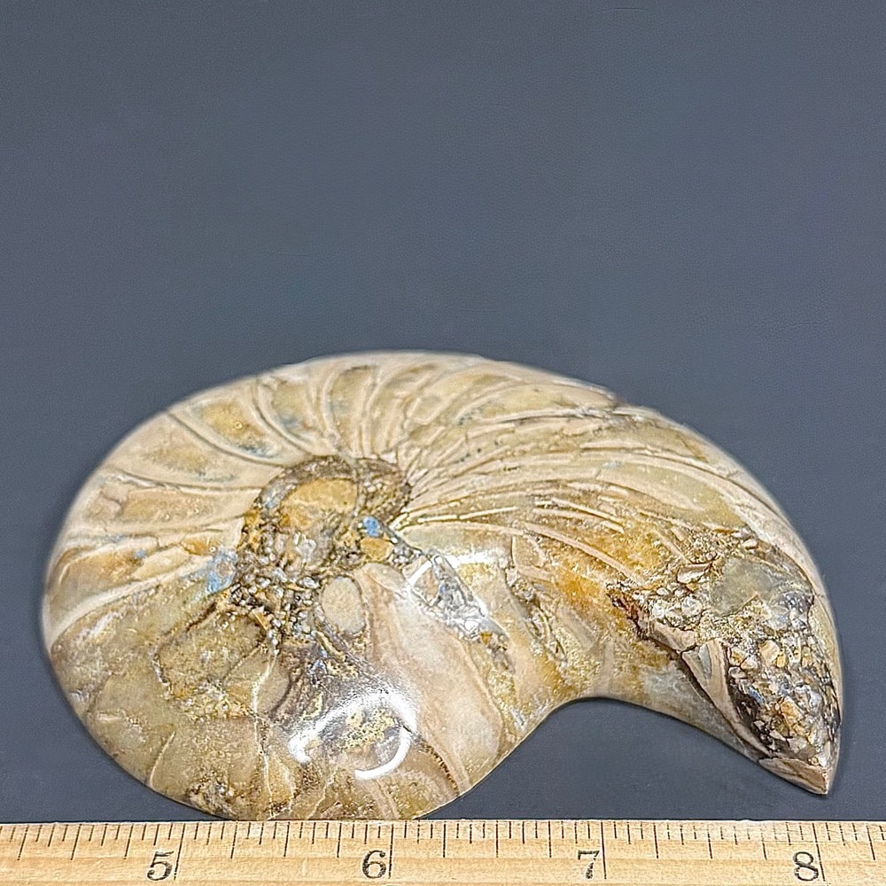 FO809 Ammonite Bowl - Image 3