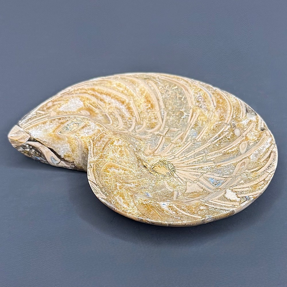 FO809 Ammonite Bowl - Image 4