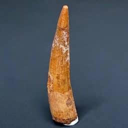 FO703 Fossil Pterosaur Tooth