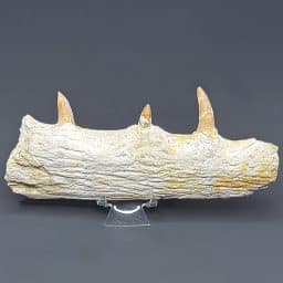 FO705 Spinosaurus Jaw Section