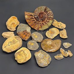 CL300 Trilobite and Ammonite Pieces