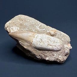 FO206 Mosasaur Tooth