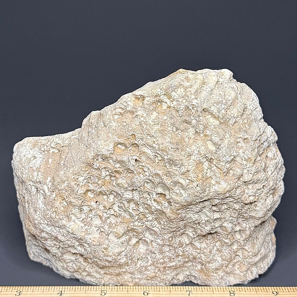 FO212 Fossil Coral - Image 2