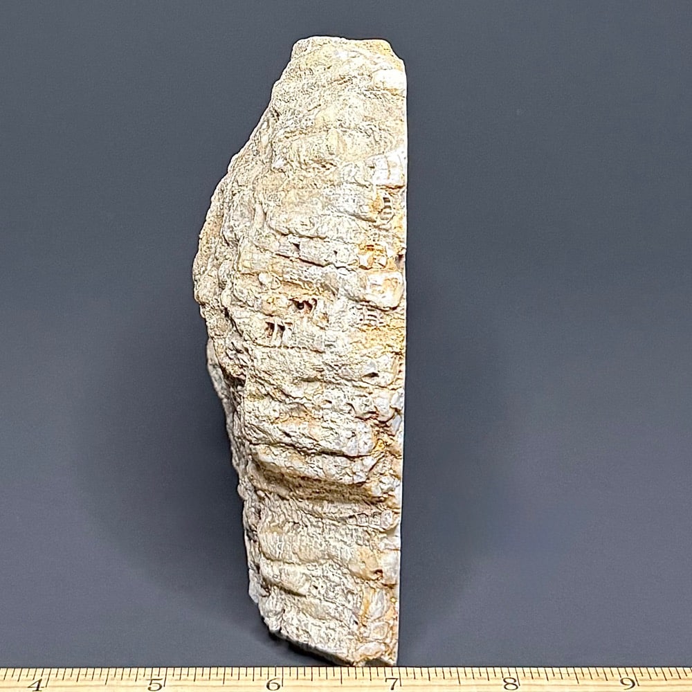 FO212 Fossil Coral