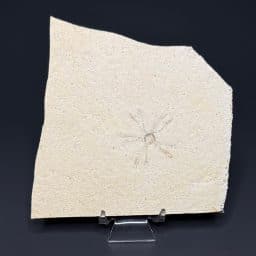 FO511 Free Floating Crinoid