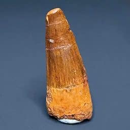 FO820 Fossil Spinosaurus Tooth