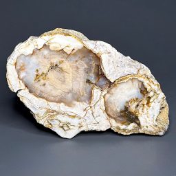 PW209 Pacific Northwest Petrified Wood