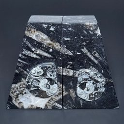 BK707 Geisonoceras Bookends