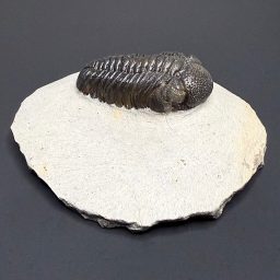 FO110 Trilobite