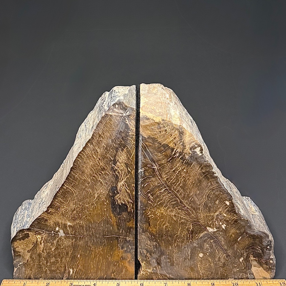 BK300 Petrified Wood Bookends