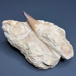 FO206 Mosasaur Tooth