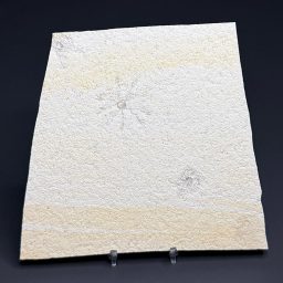 FO511 Free Floating Crinoid