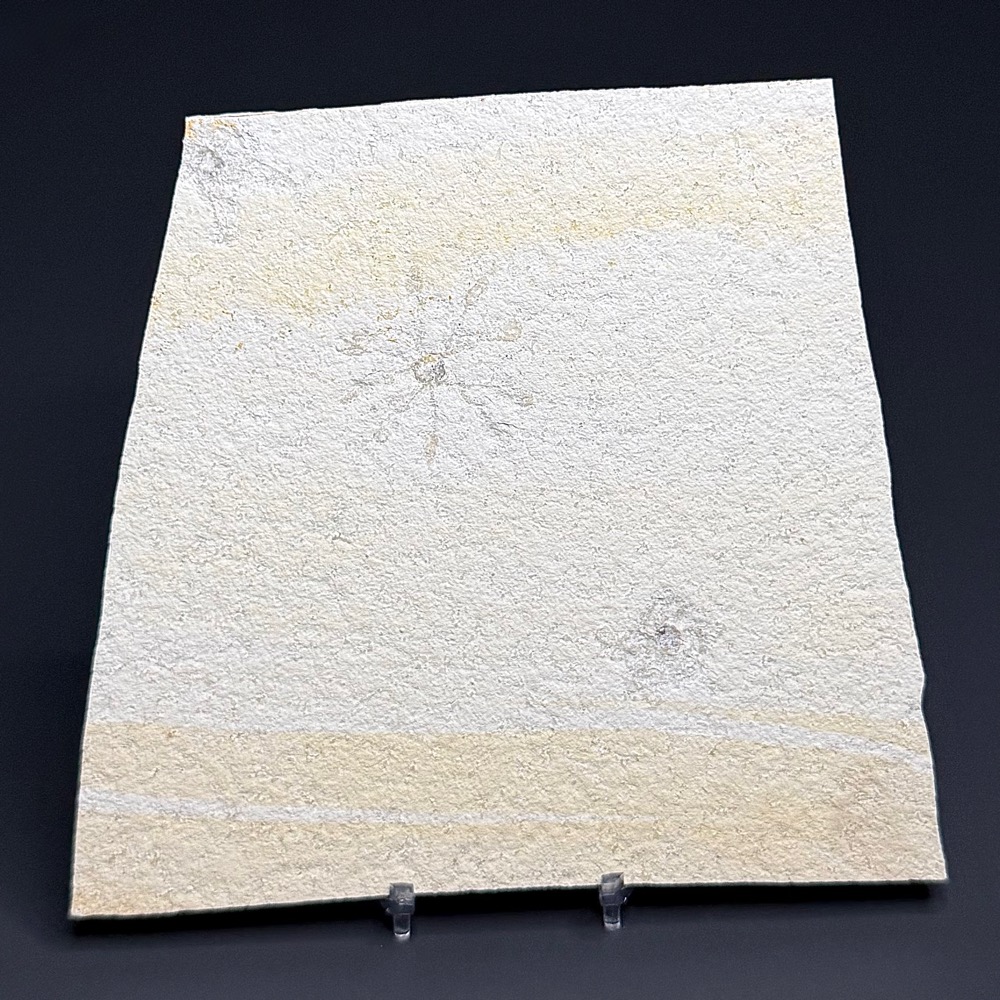 FO511 Free Floating Crinoid