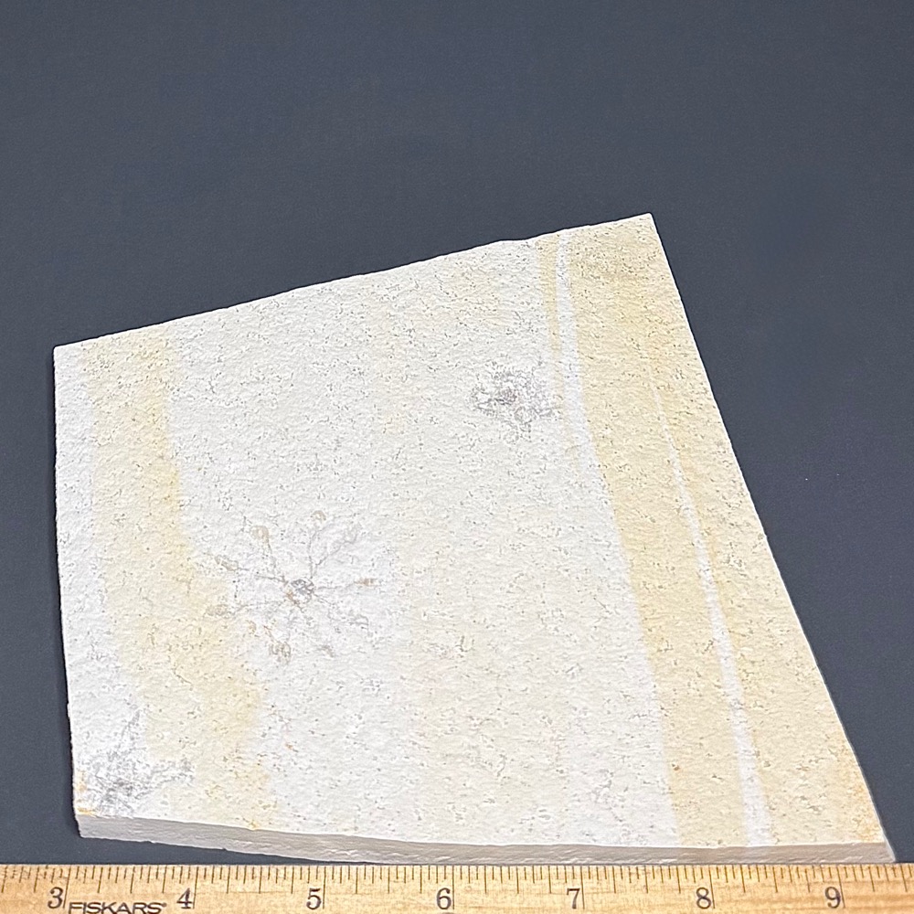 FO511 Free Floating Crinoid - Image 2