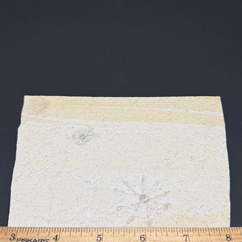 FO511 Free Floating Crinoid