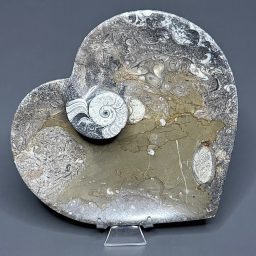 FO615 Fossil Dish