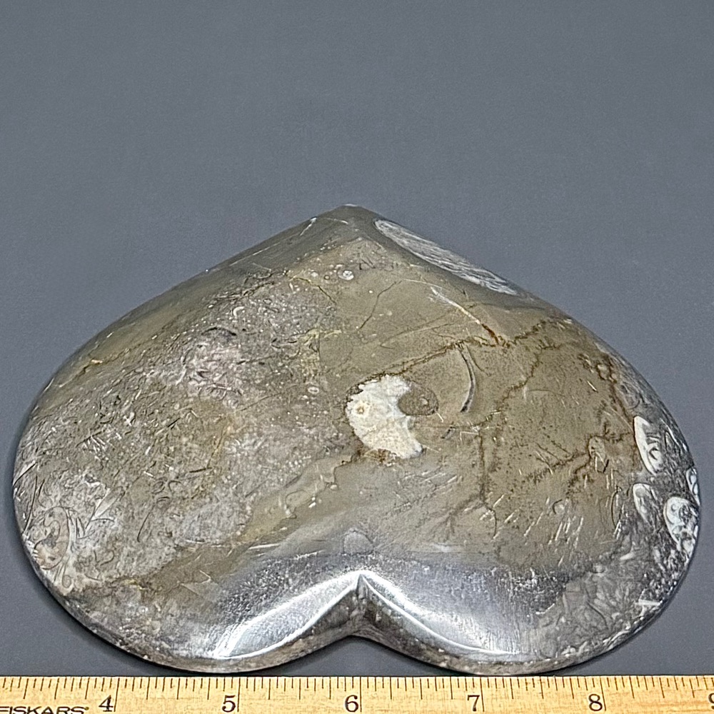 FO615 Fossil Dish - Image 2