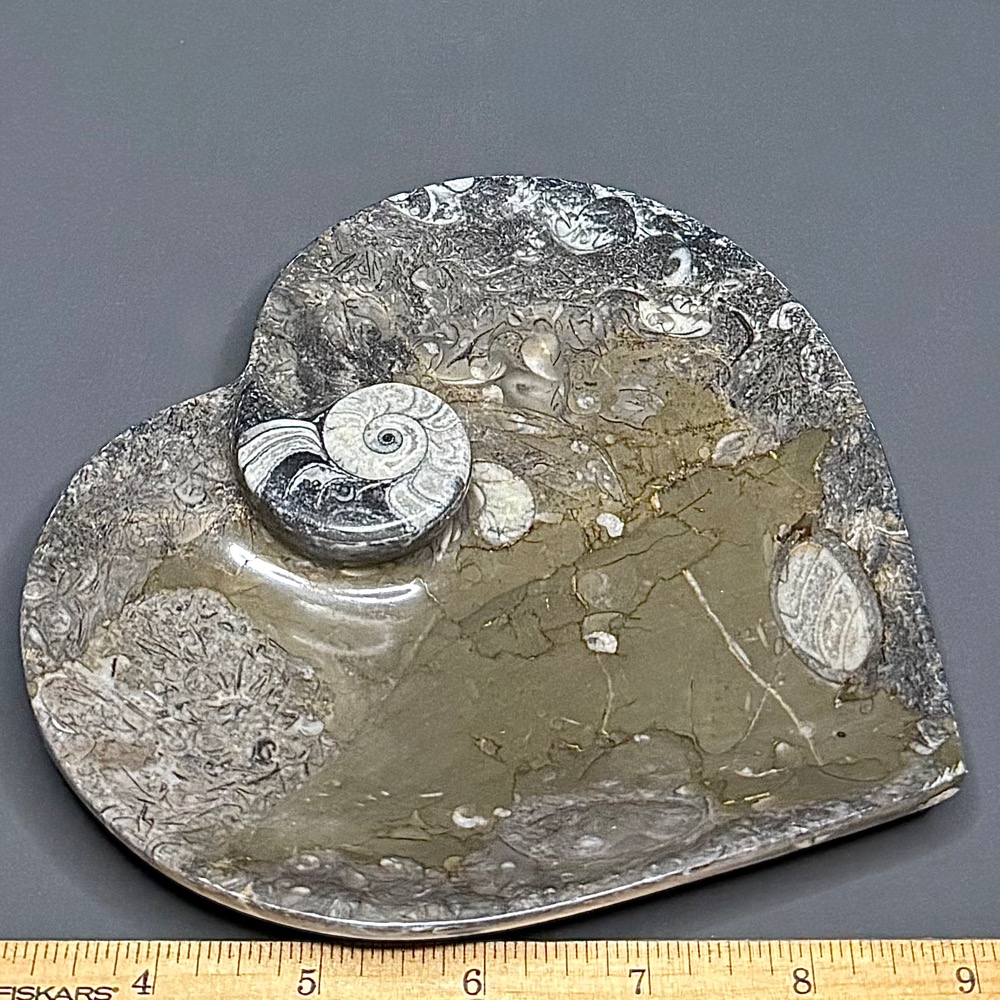FO615 Fossil Dish - Image 3