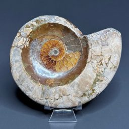 FO809 Ammonite Bowl