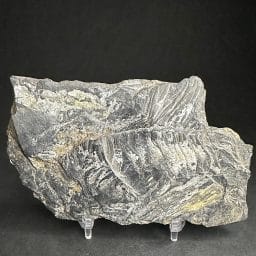 FO818 Fossil Fern Leaf