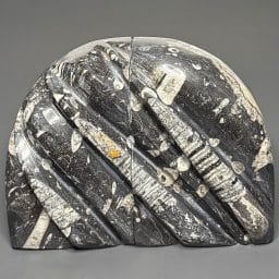 BK100 Orthoceras Bookends