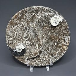 FO107 Fossil Rock Dish
