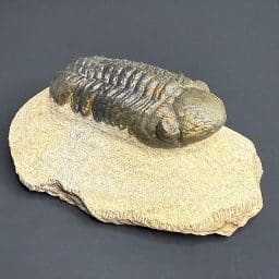 FO110 Trilobite