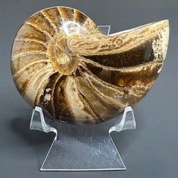 FO118 Nautiloid